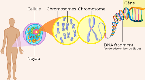 chromosomes