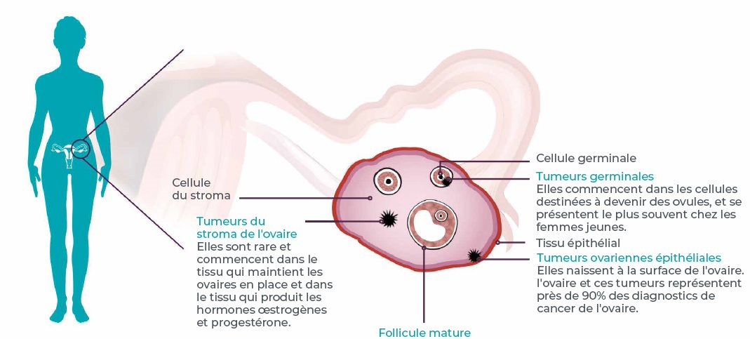 Anatomie et fonction des ovaires