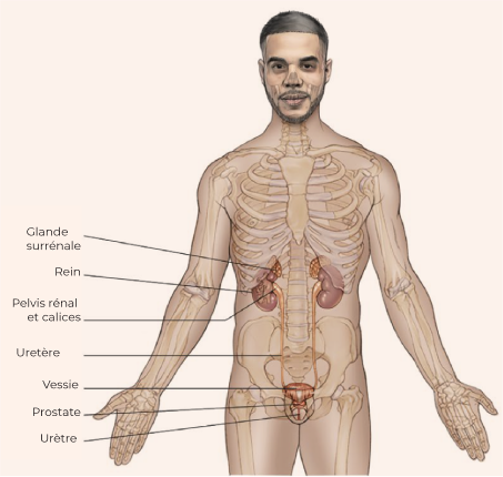 Anatomie de la prostate