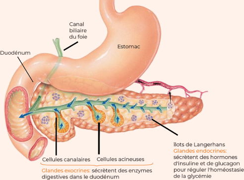 Anatomie du pancréas