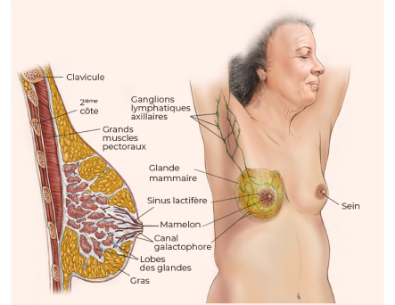 Anatomie des seins
