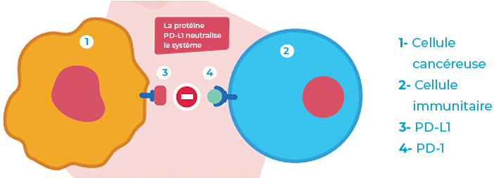 Schéma explicatif de l'immunothérapie