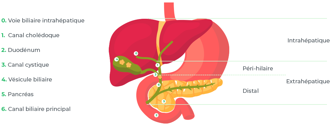 illustrations détaillées des maladies du foie