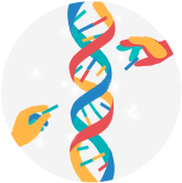 Que sont les gènes BRCA et les mutations BRCA ?
