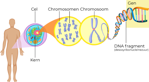Menselijk Lichaam Chromosomen