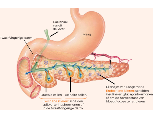 Anatomie van de pancreas diagram