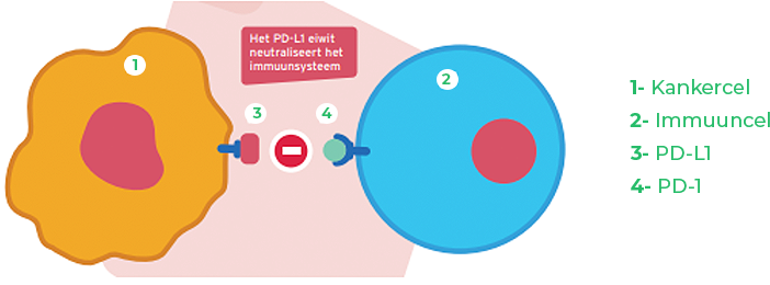 Immunotherapie uitlegdiagram